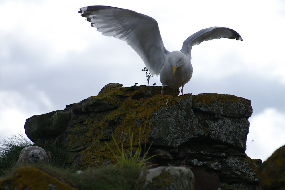 Ecosse