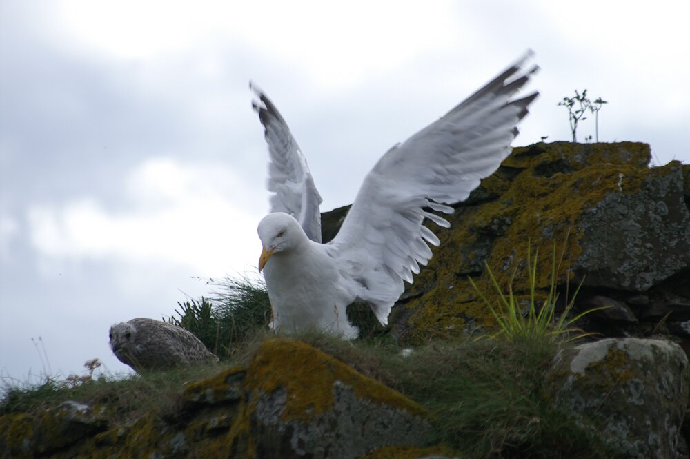 Ecosse