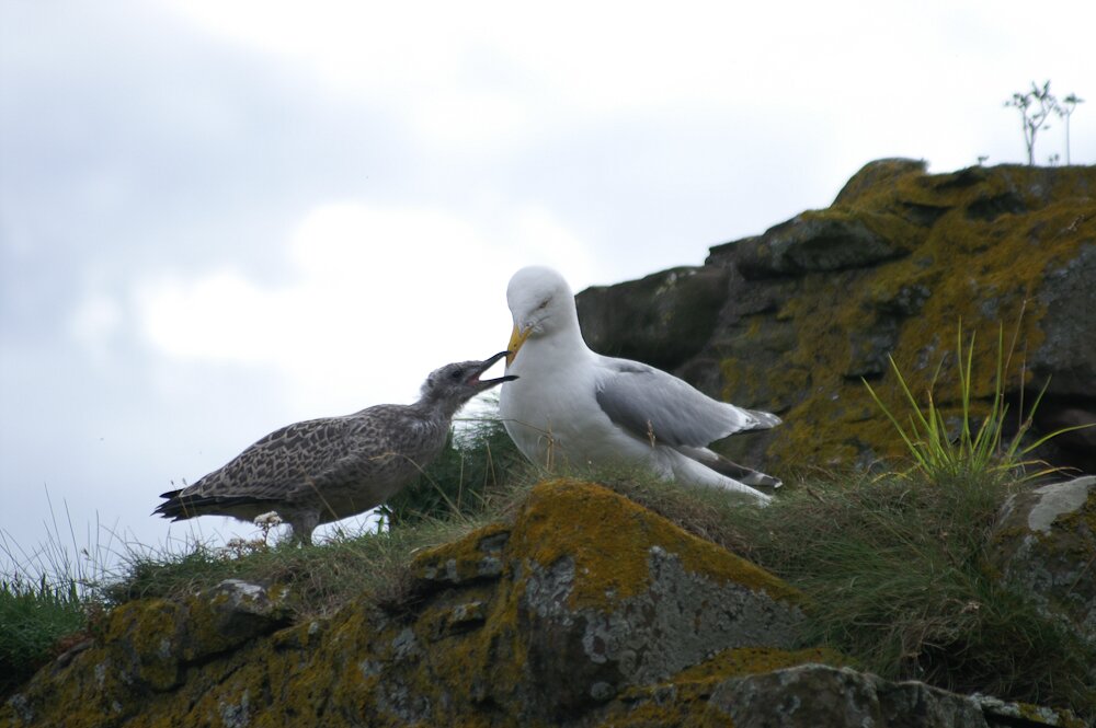 Vignette de la galerie Scotland