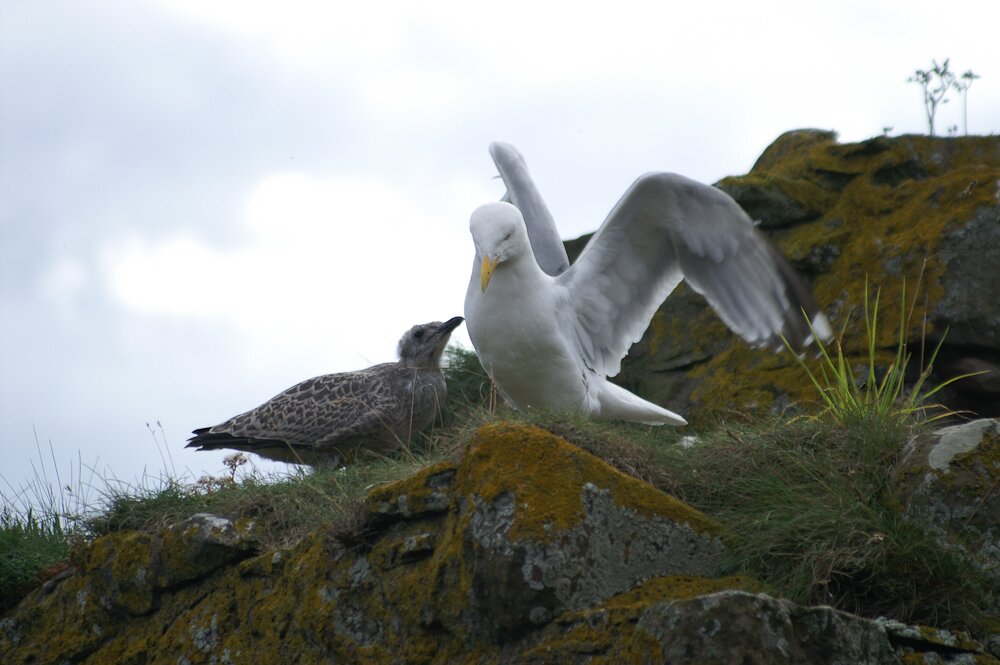 Ecosse