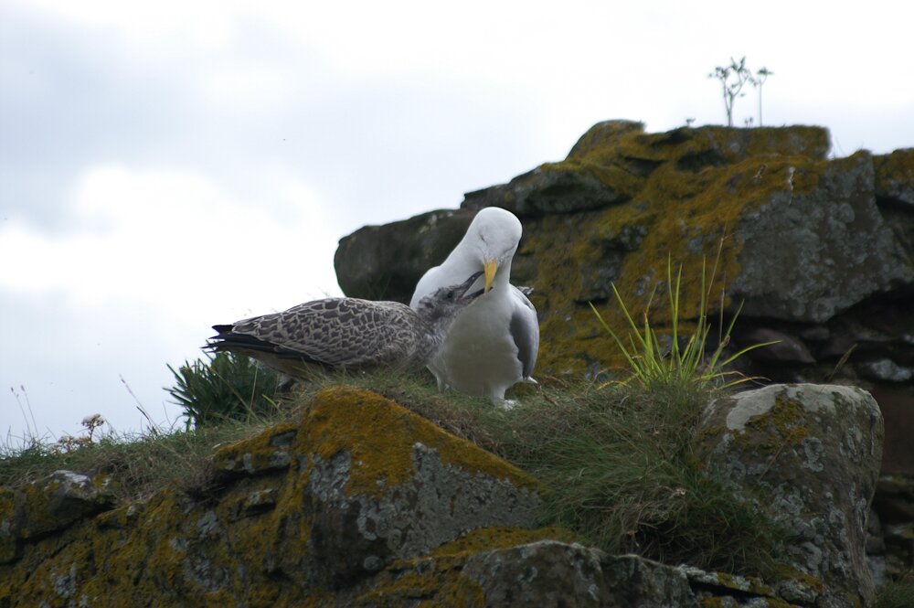 Ecosse