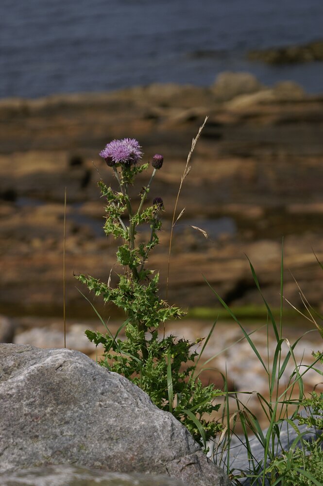 Ecosse