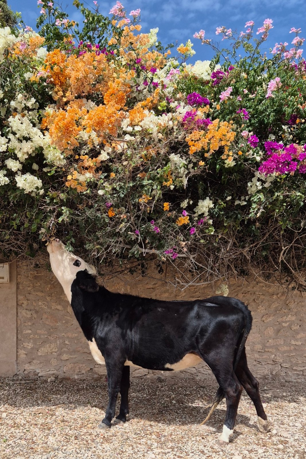 Maroc #2