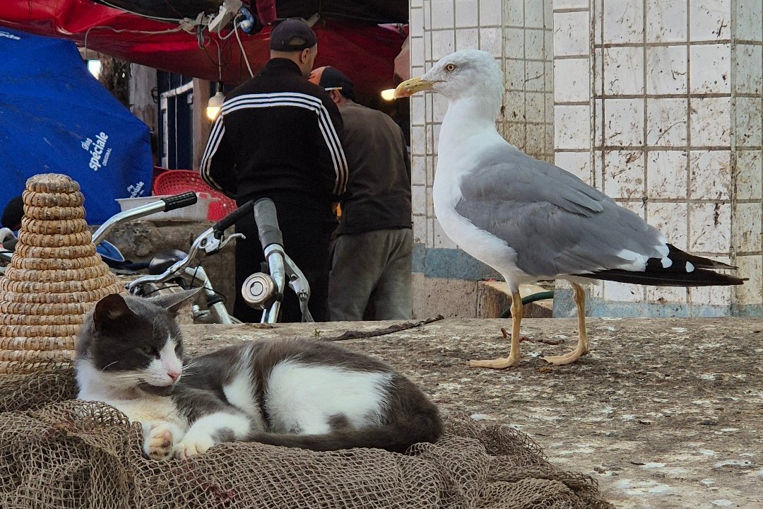 Maroc #2